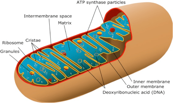 the-animal-mitochondrion